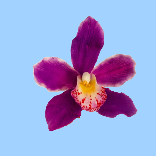 auto draft auto draft