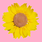 cake flower decoration