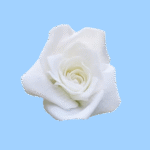 cake flower decoration