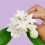 cake flower decoration