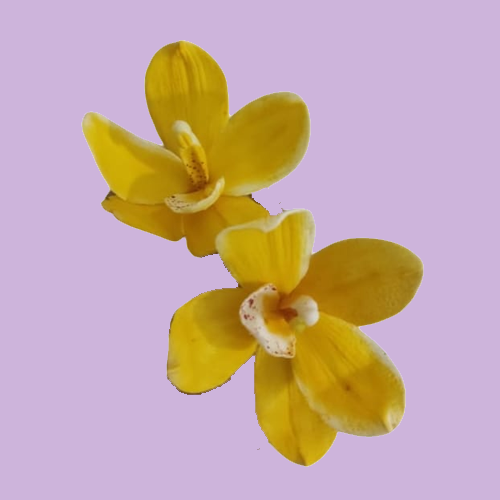 cake flower decoration cake flower decoration