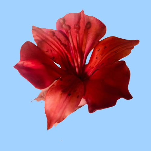 auto draft auto draft